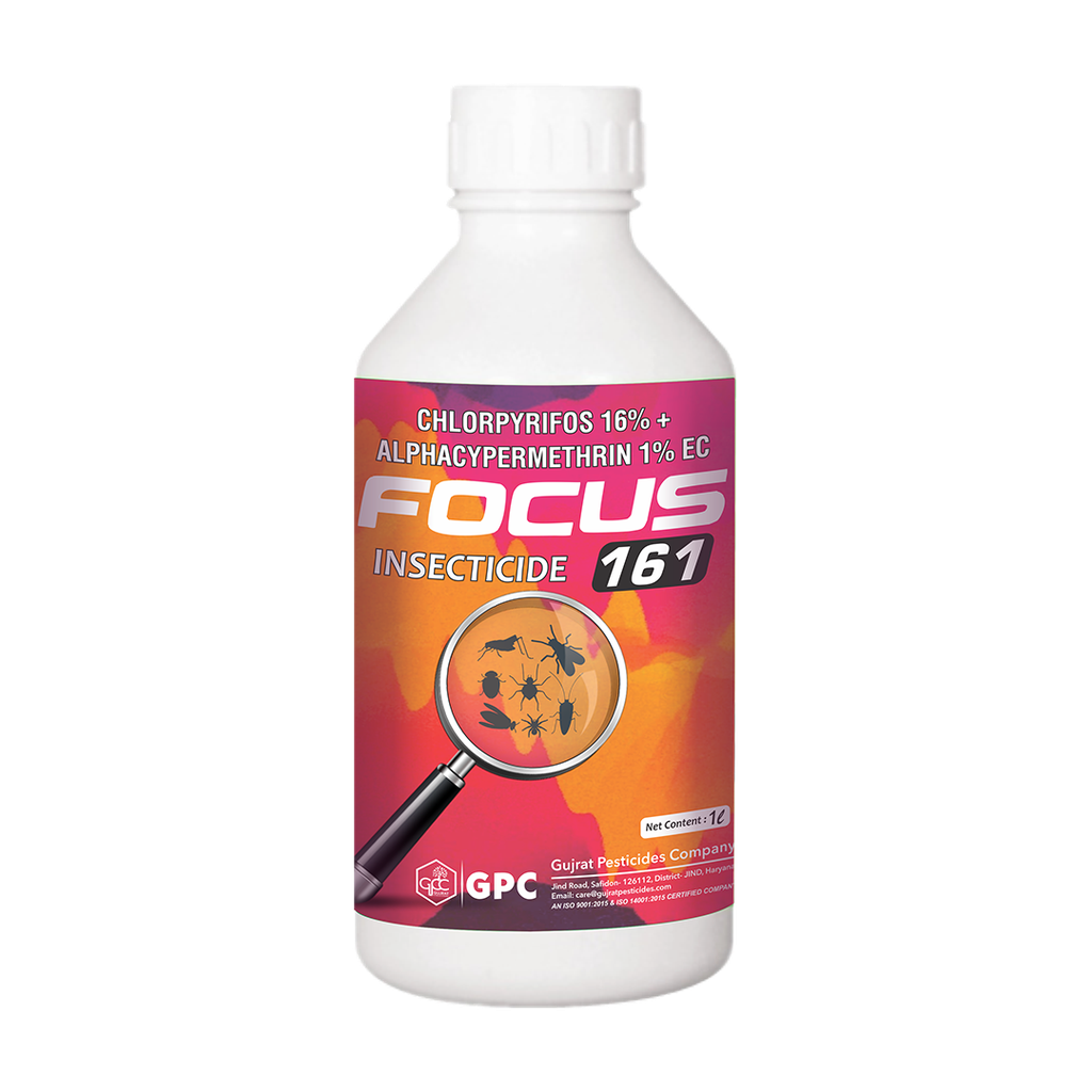 Focus 161 