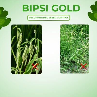 Bipsi gold - Image 4