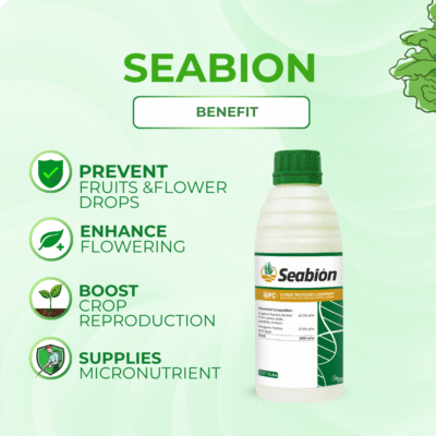Seabion - Image 3