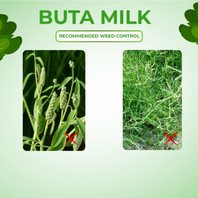 Buta Milk - Image 4