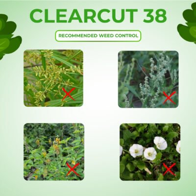 Clear Cut 38 - Image 4