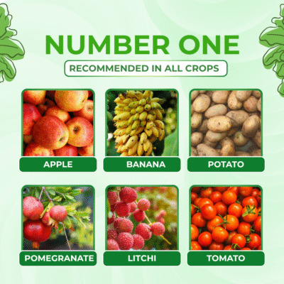 Number One - Image 4