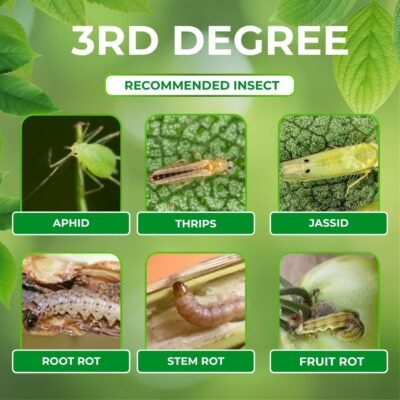 3Rd Degree - Image 5