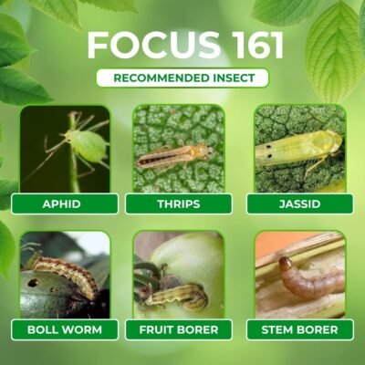 Focus 161 - Image 5