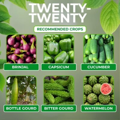 Twenty-Twenty - Image 4