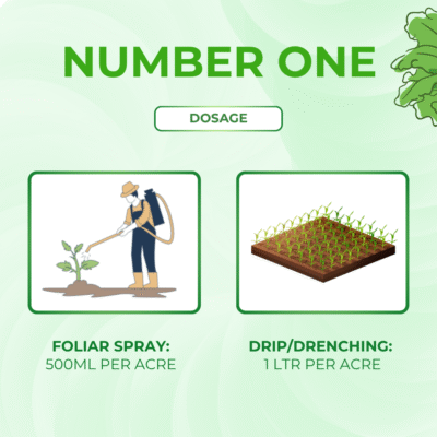 Number One - Image 5