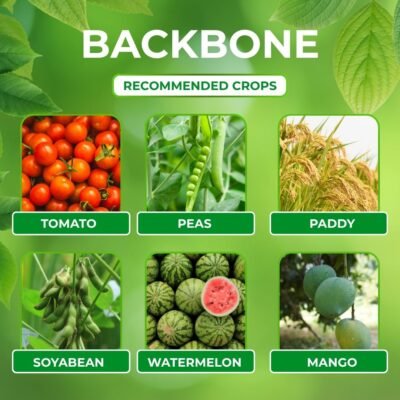 Backbone - Image 4