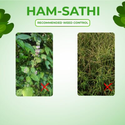 Ham Sathi - Image 4