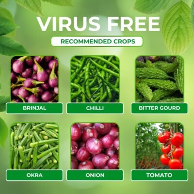 Virus Free - Image 4